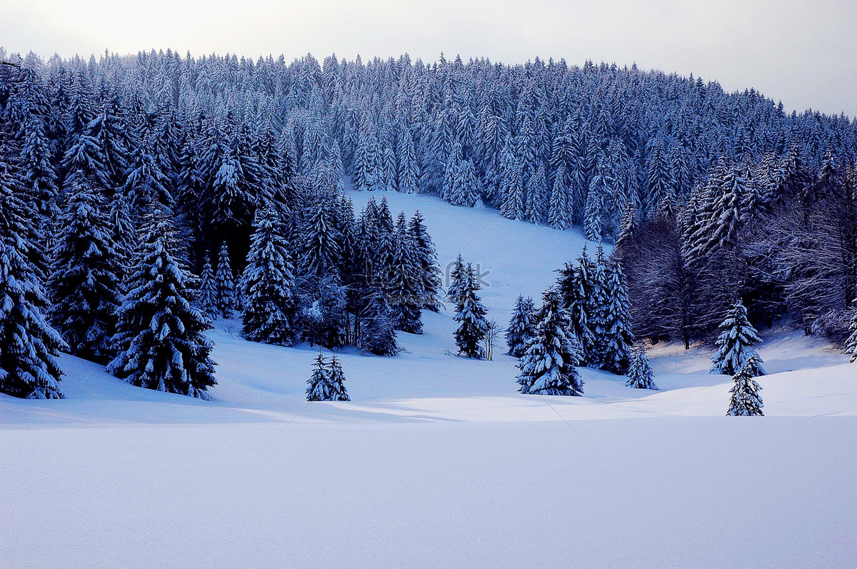 覆盖着白雪的松树林的冬季风景大自然图片下载 - 觅知网