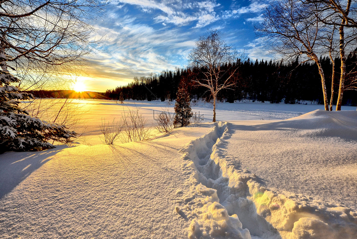 太阳下的树木雪景