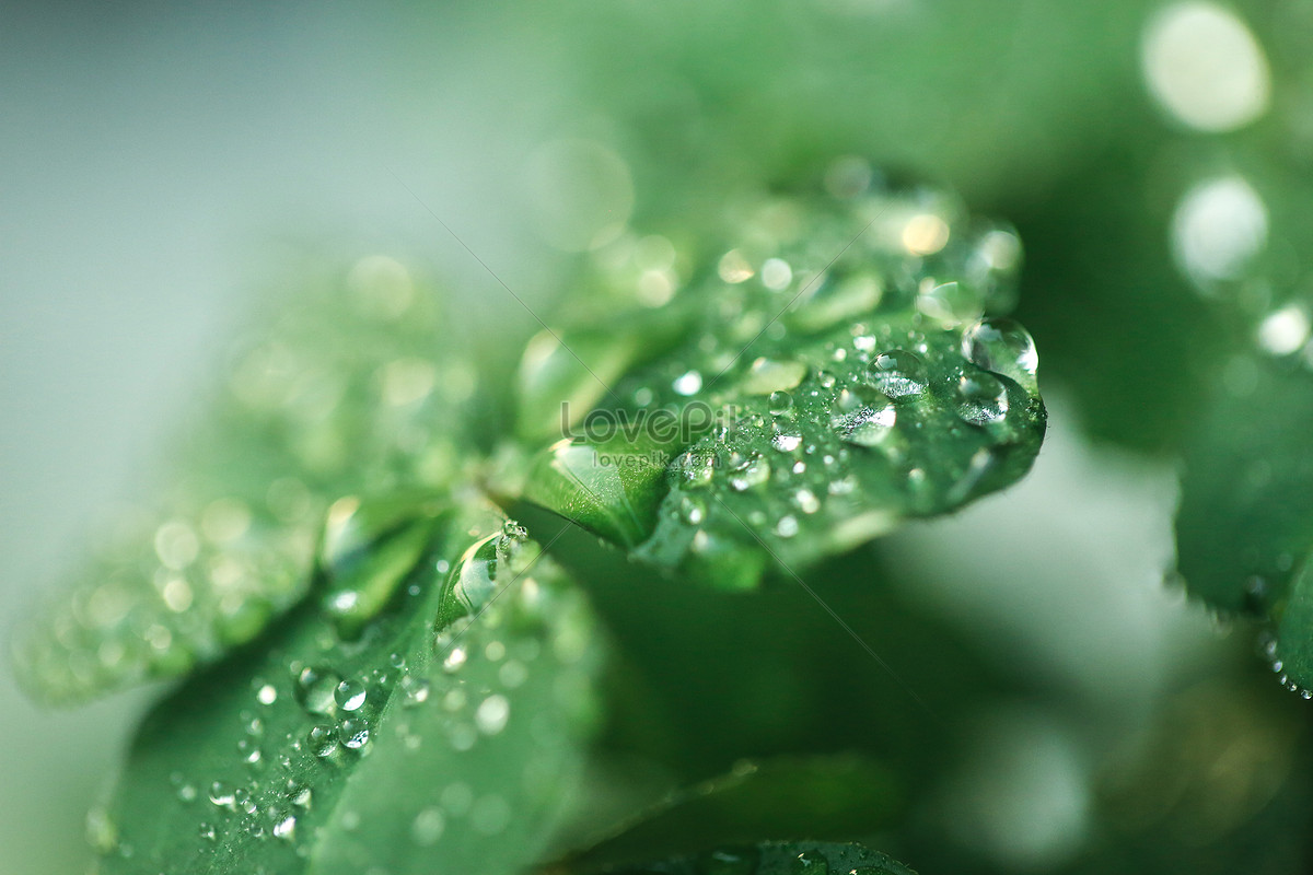 Four Leaf Grass With Dewdrops On Summer Campus Picture And Hd Photos