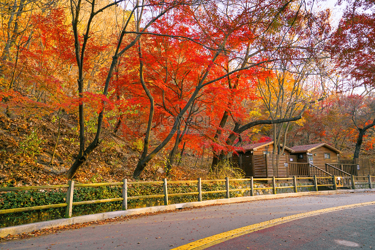 Maple Leaf Park And Highway In Autumn In Seoul South Korea Picture And