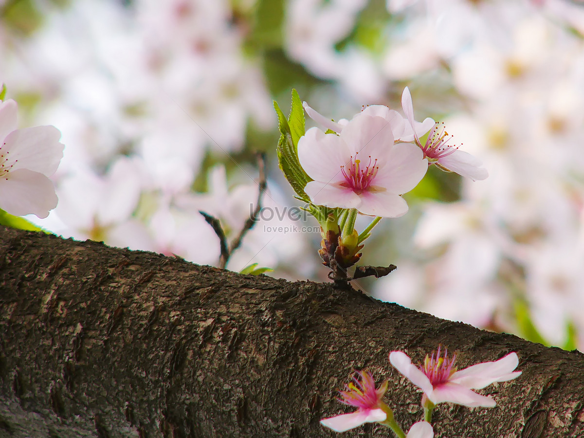 Wuhan University Cherry Blossom Foto Descarga Gratuita Hd Imagen De