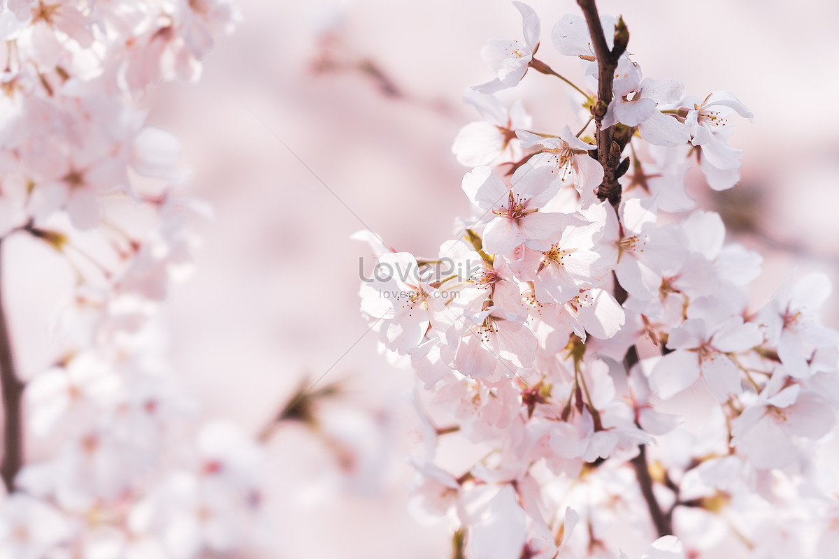 Cherry Blossom Of Wuhan University Picture And Hd Photos Free