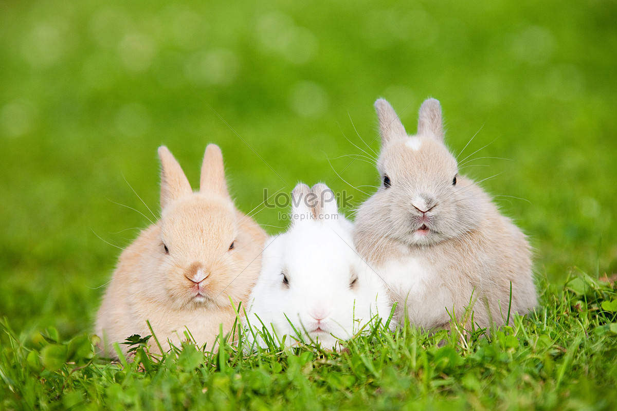 Три кролика фото