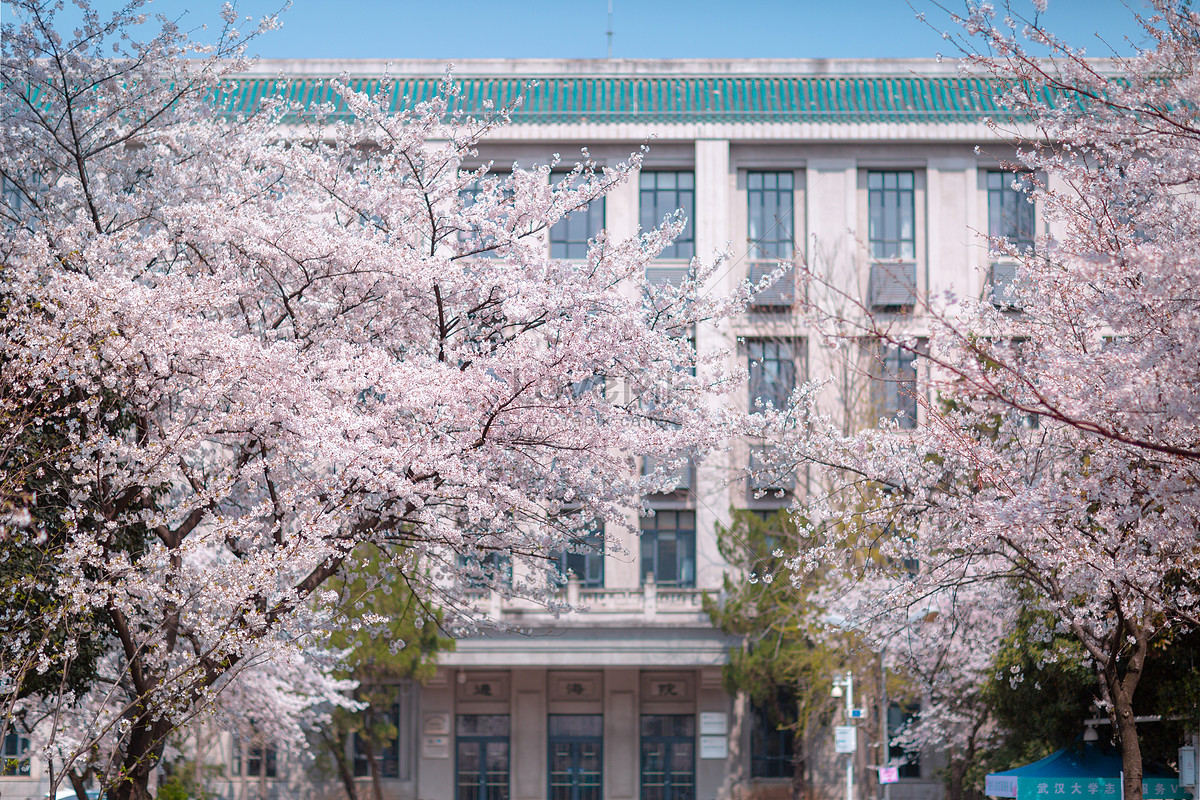 Wuhan University Cherry Blossom Foto Descarga Gratuita HD Imagen De