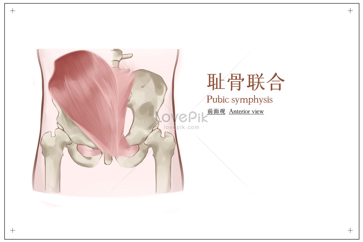 Front View Medical Illustration Of Pubic Symphysis Illustration Image