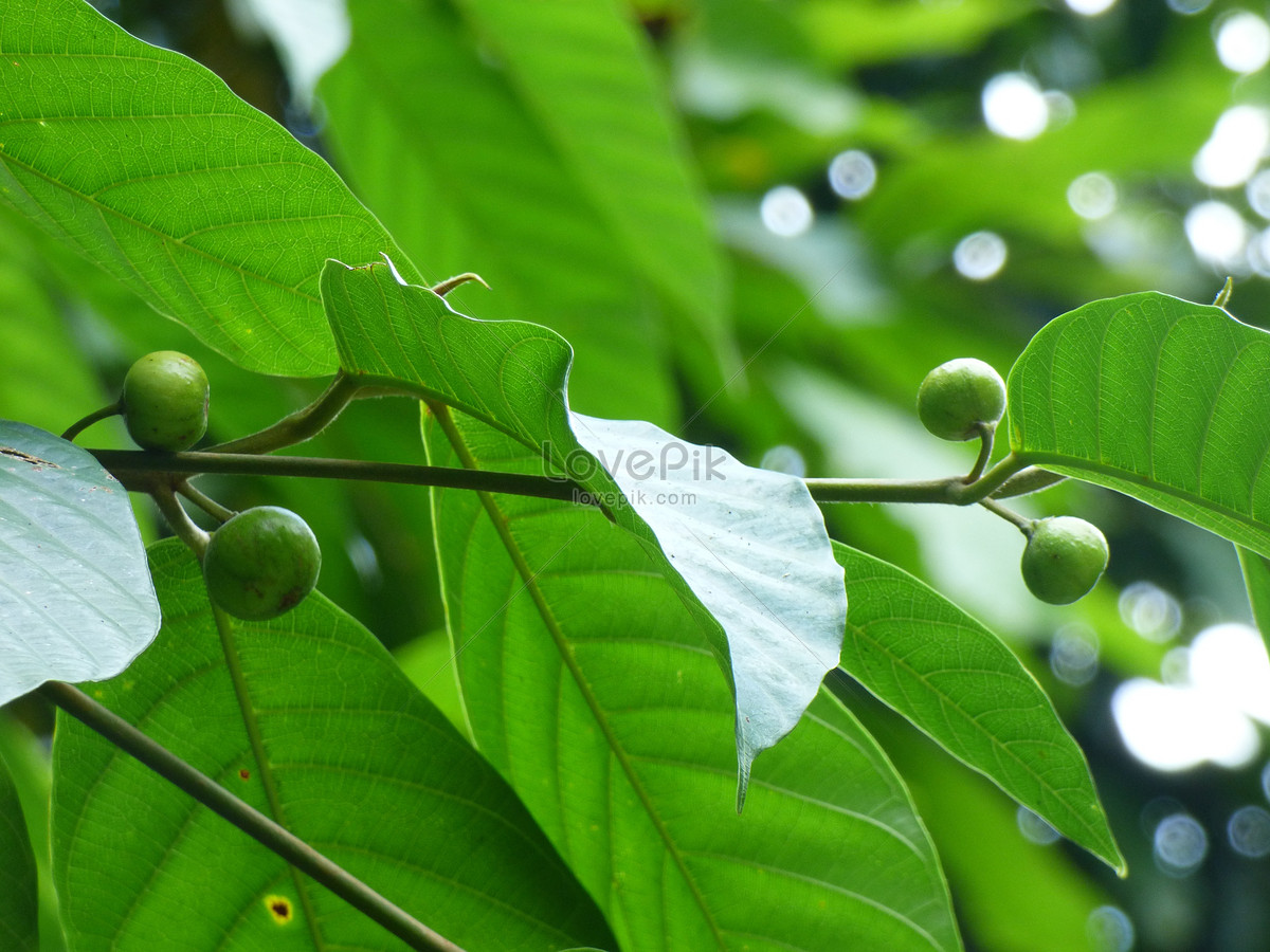 Kebun Buah  Gambar Buah Buahan Segar Di Pohon  Gambar  Buah  