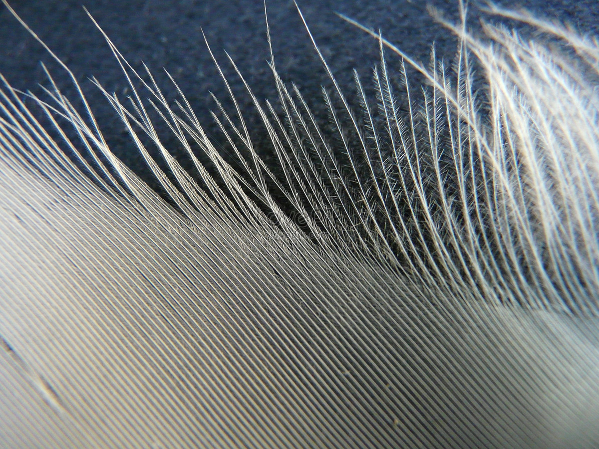 A Dense Feather Texture Photo Imagepicture Free Download 127936