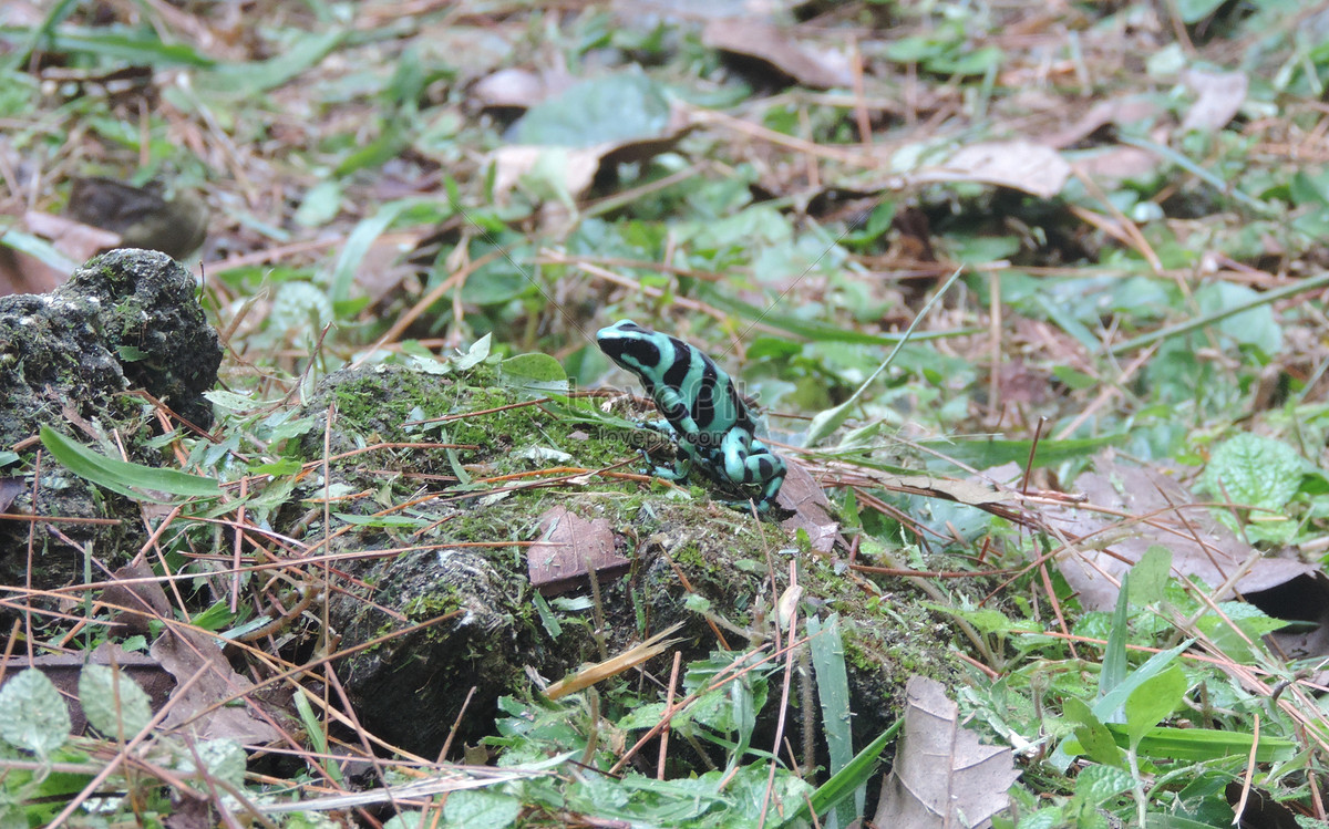 20 Gambar  Katak Beracun  Gambar  Tulisan