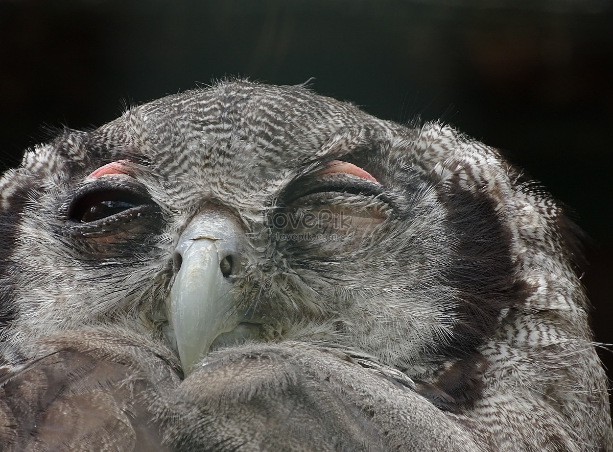 sleeping beauty owl