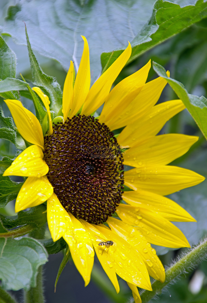 Menakjubkan 21+ Foto Bunga Matahari Indah - Koleksi Bunga HD