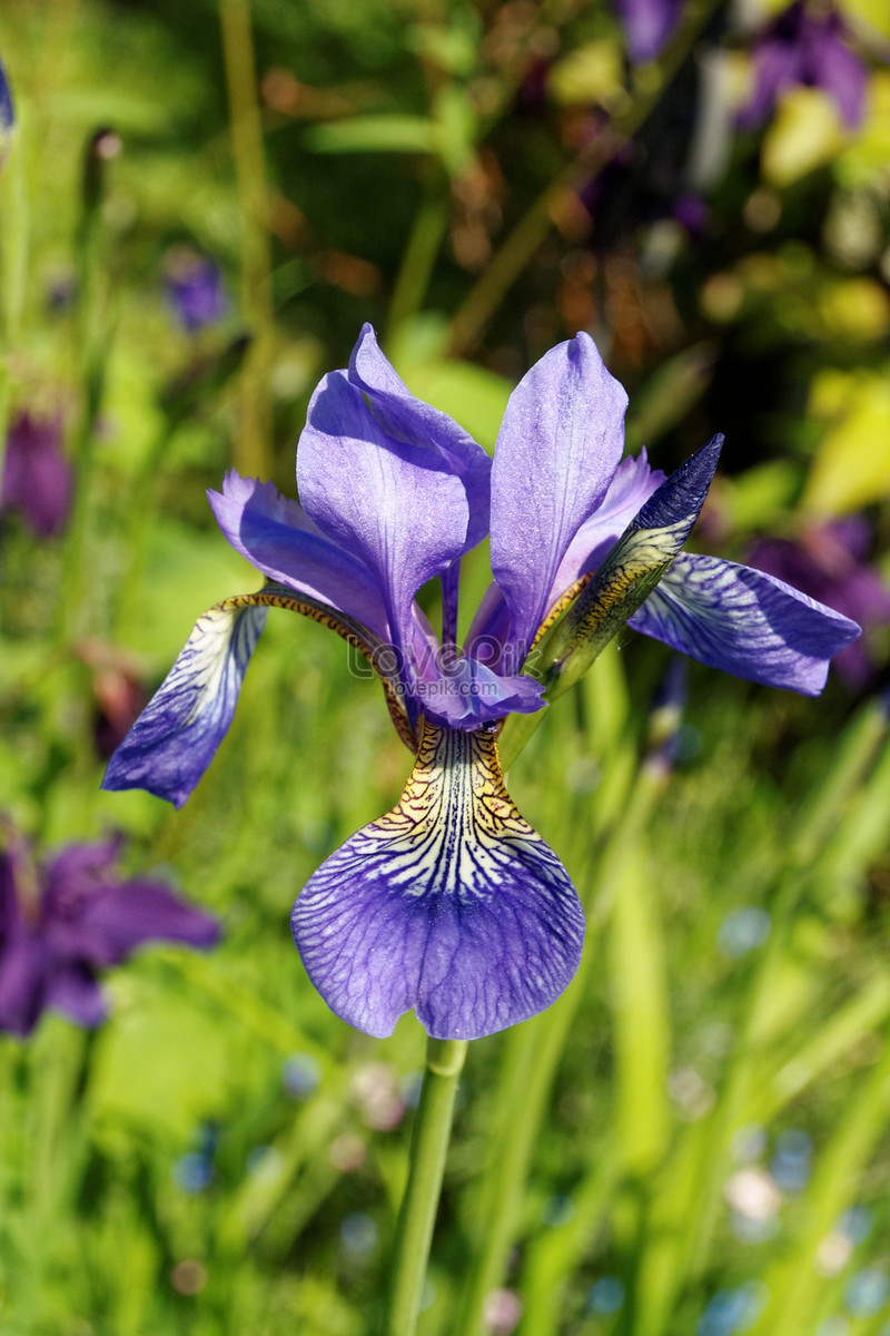 Download Gambar Bunga Iris  Vina Gambar