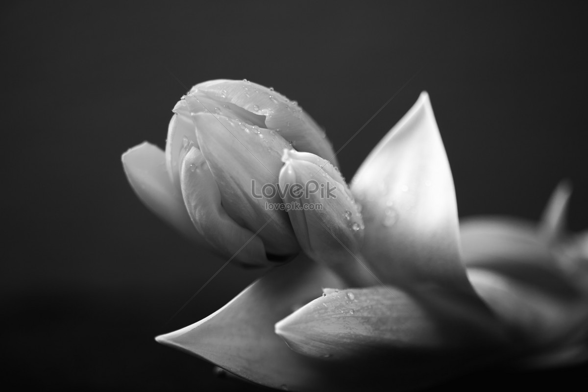 Gambar Bunga Tulip Hitam Putih