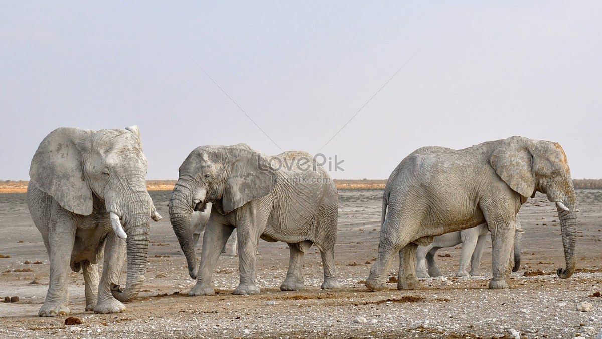 Download 6300 Gambar Gajah Berjalan  HD