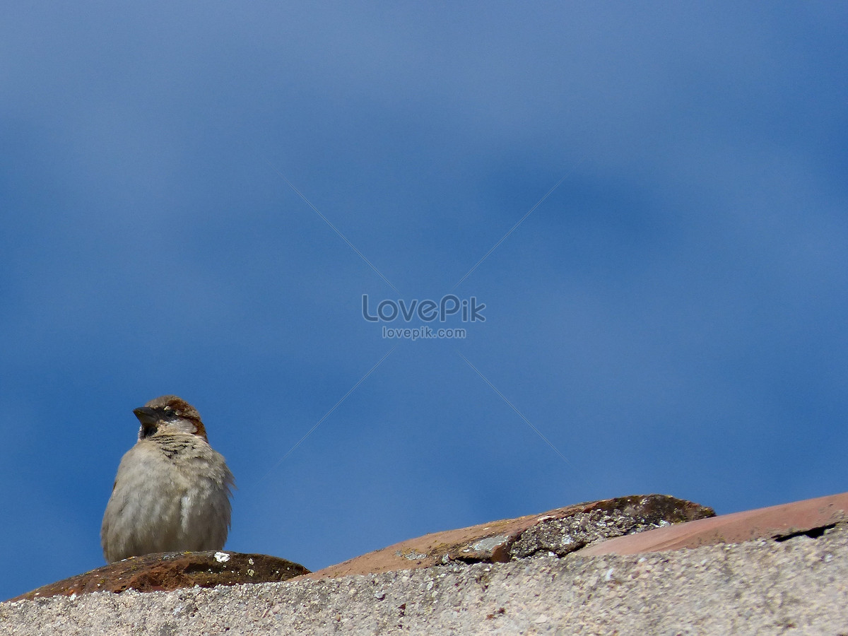 Gambar Burung Pipit Gunung - Blog Tentang Burung