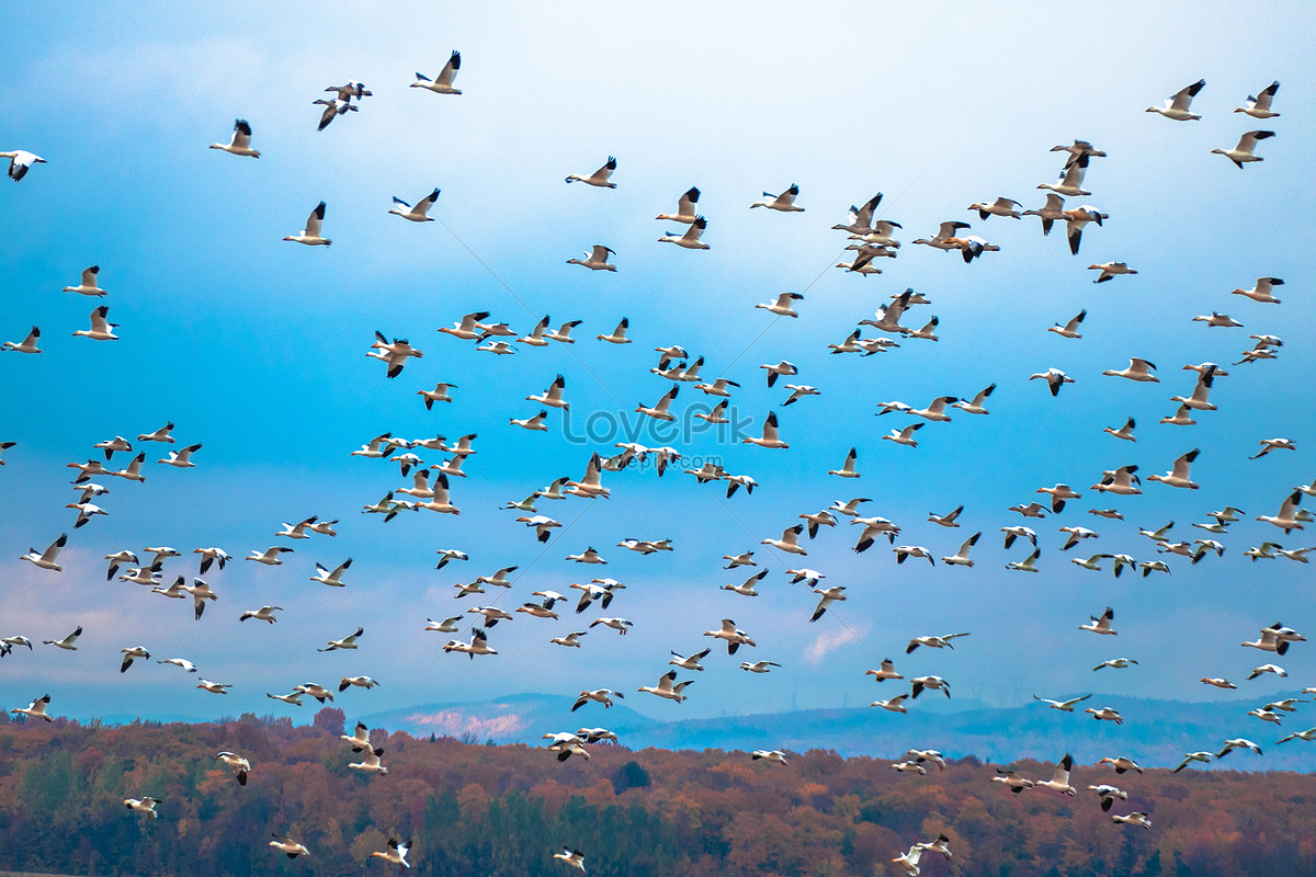 Birds flying in the sky photo image_picture free download 542905