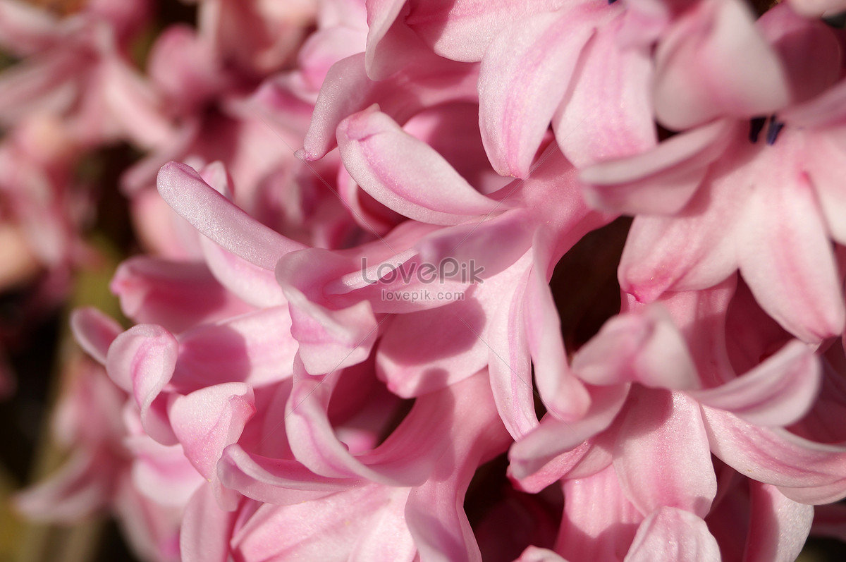 Photo De Grappe De Fleurs Roses En Fleursnuméro De L