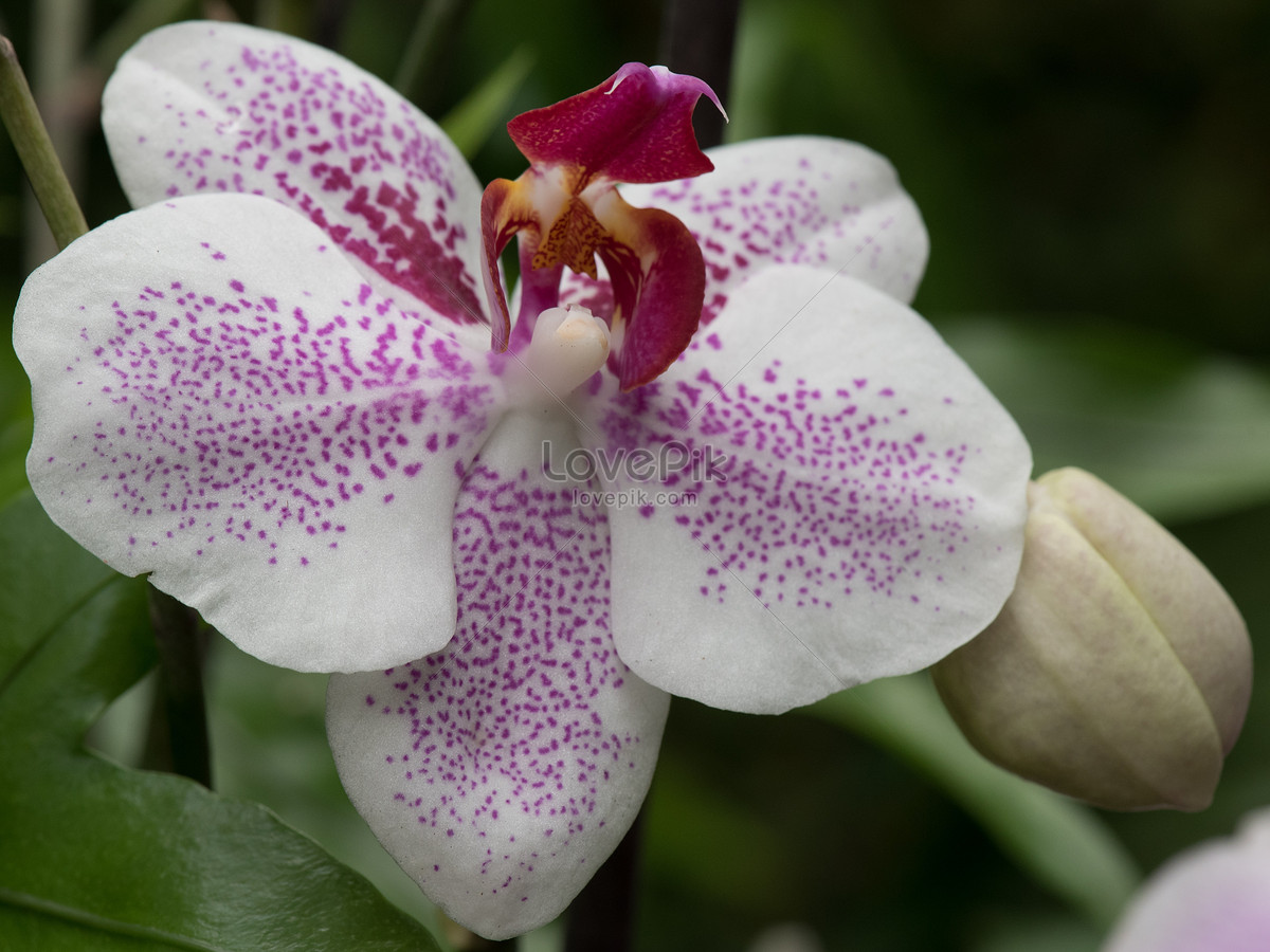 bunga  bunga  orkid putih gambar unduh gratis imej  577091 