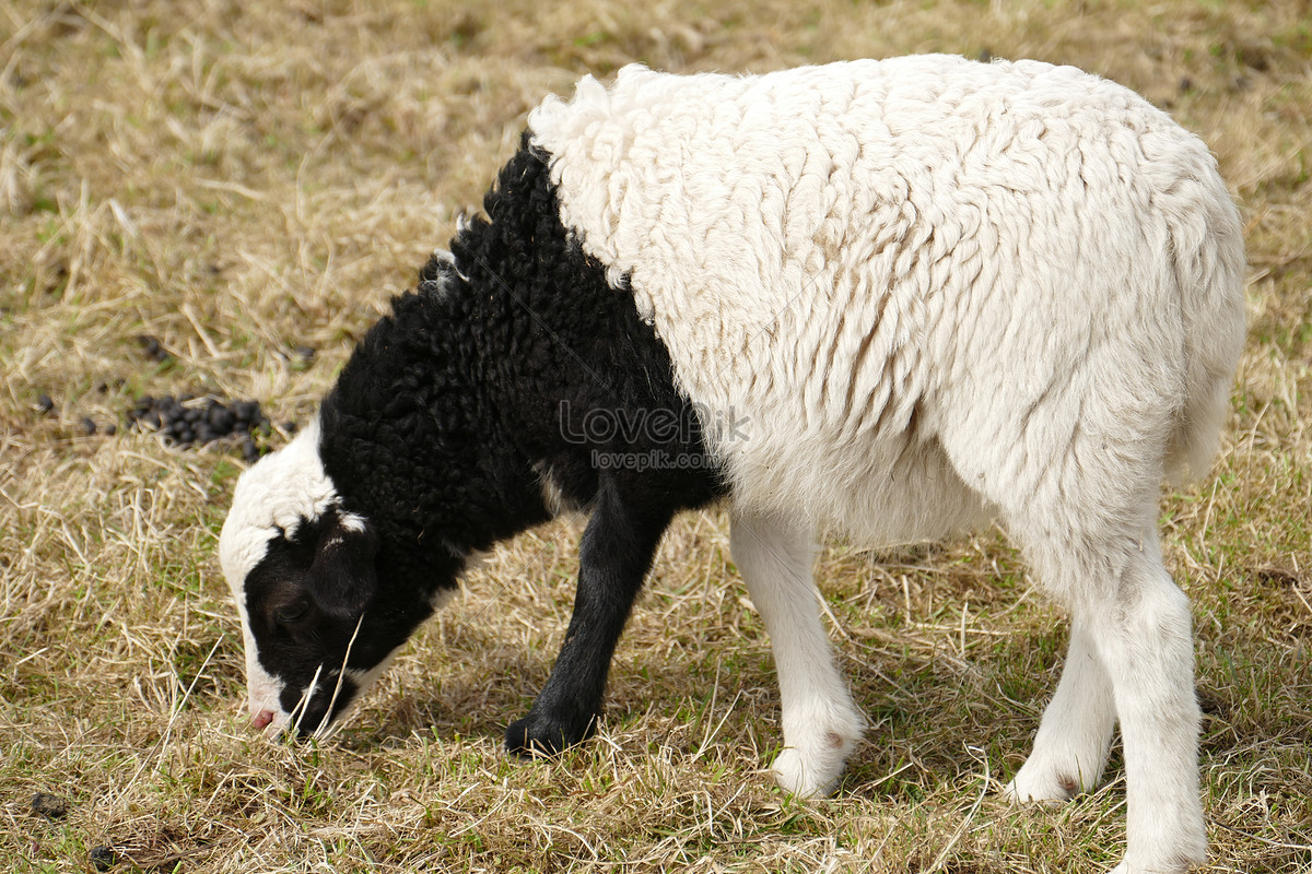 Kambing Hitam Putih - Tentang Kolam Kandang Ternak