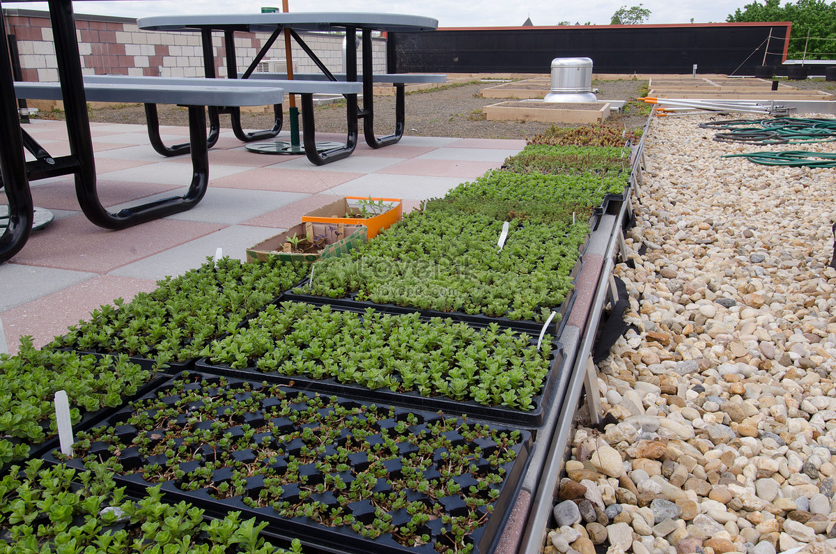 Rooftop Garden 1