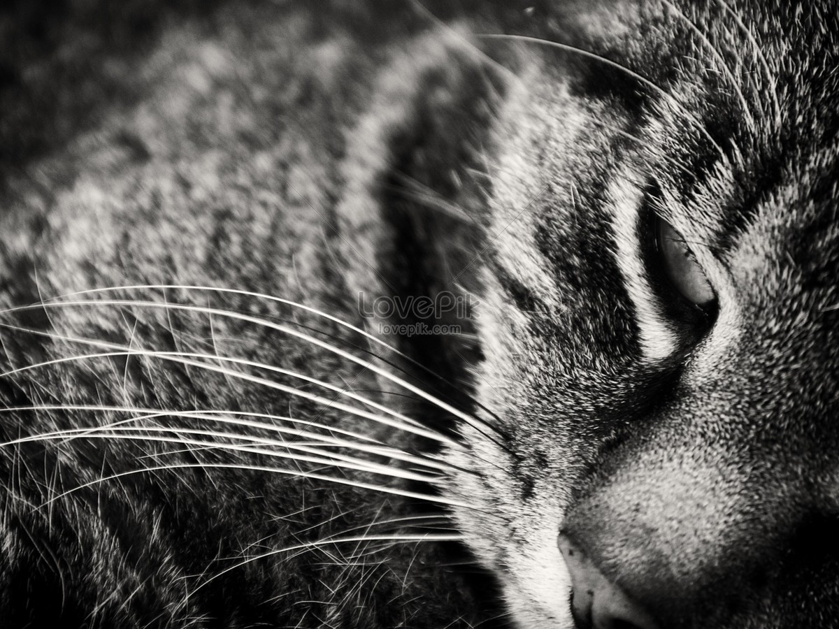 Photo De Tête De Chat Noir Et Blancnuméro De L