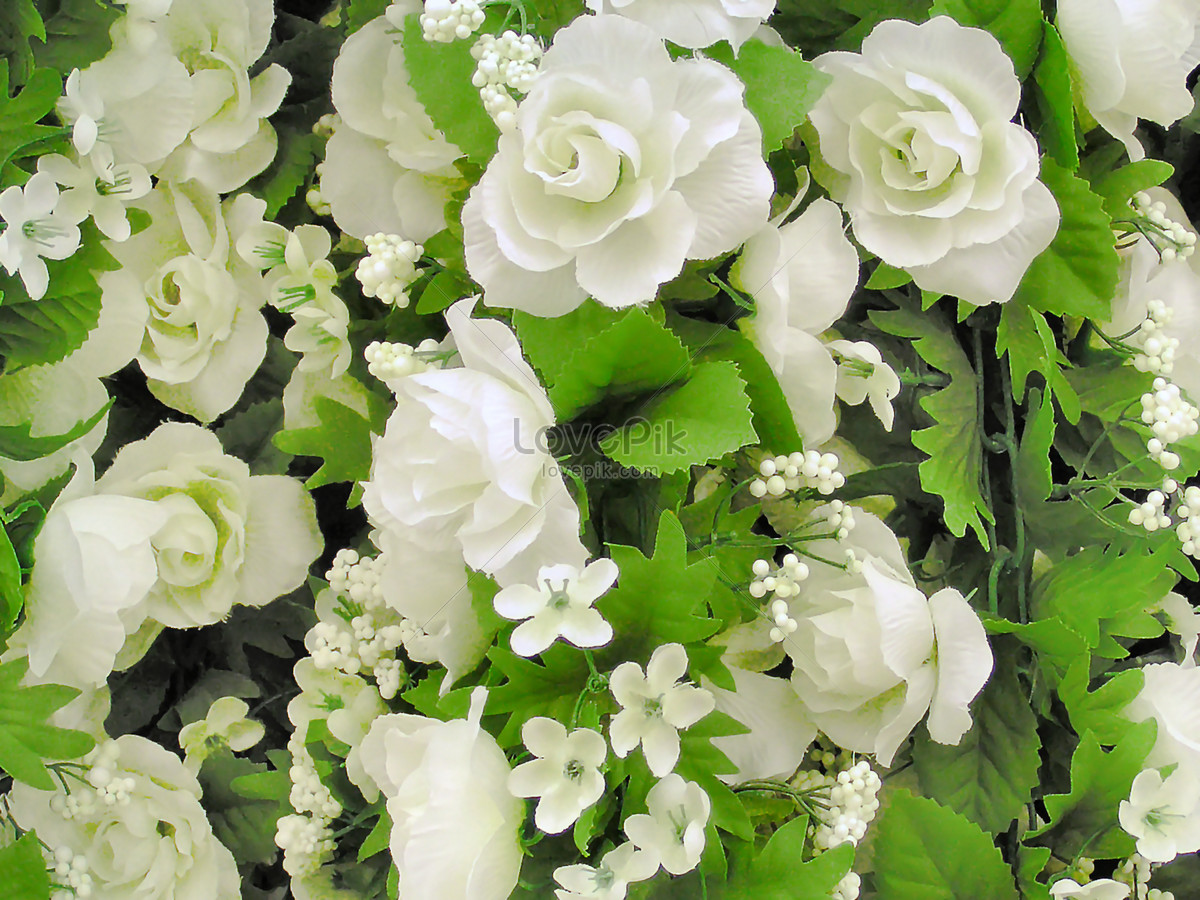 Photo De Fleur Blanche Sur Feuille Vertenuméro De L