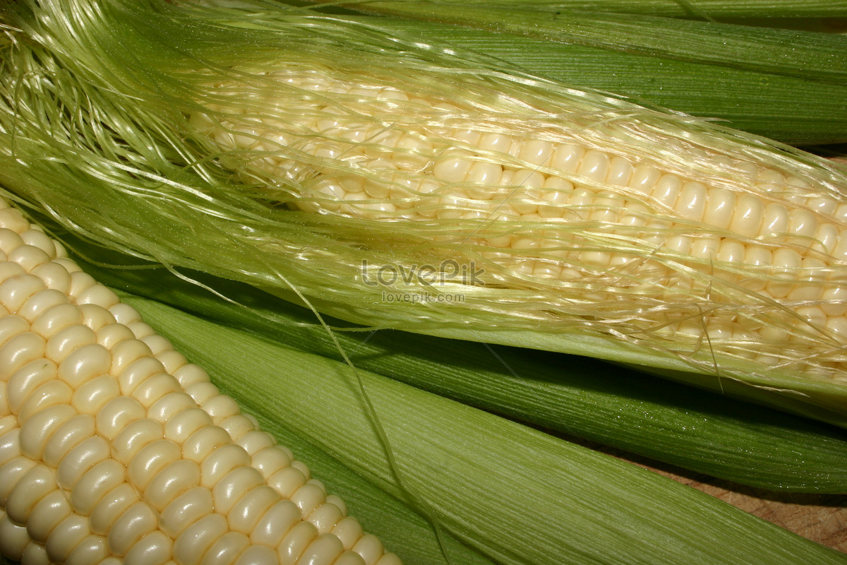  Gambar Jagung Hd  Rahman Gambar 