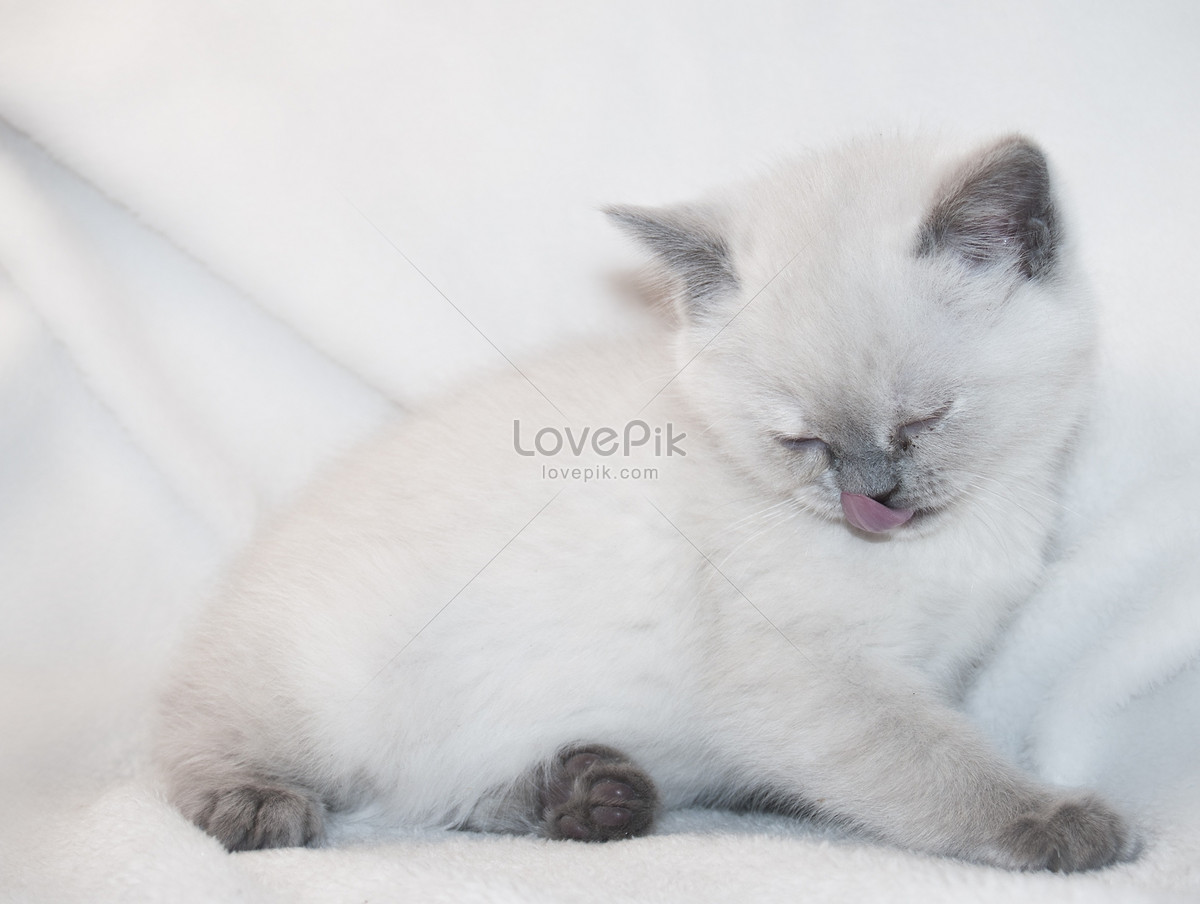 Kucing Putih Gambar Unduh Gratis Foto 100220792 Format Gambar