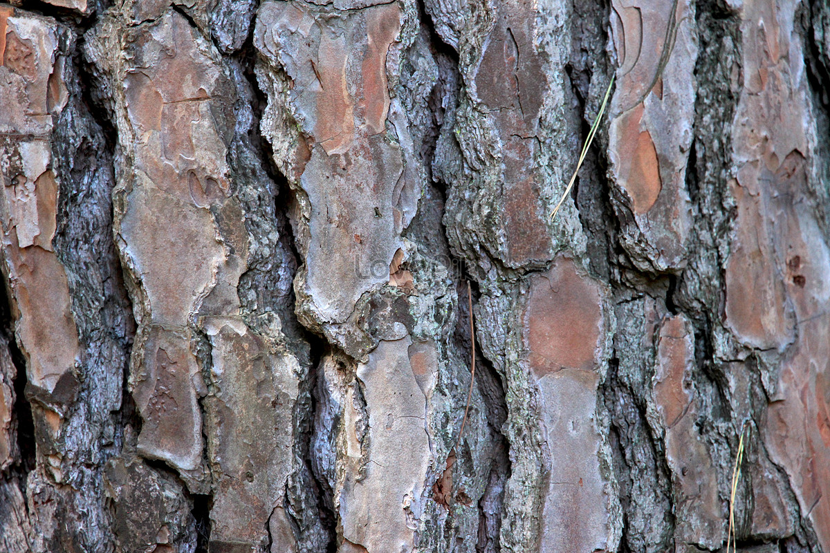 the-sugar-maple-tree-bark-photo-image-picture-free-download-100236105