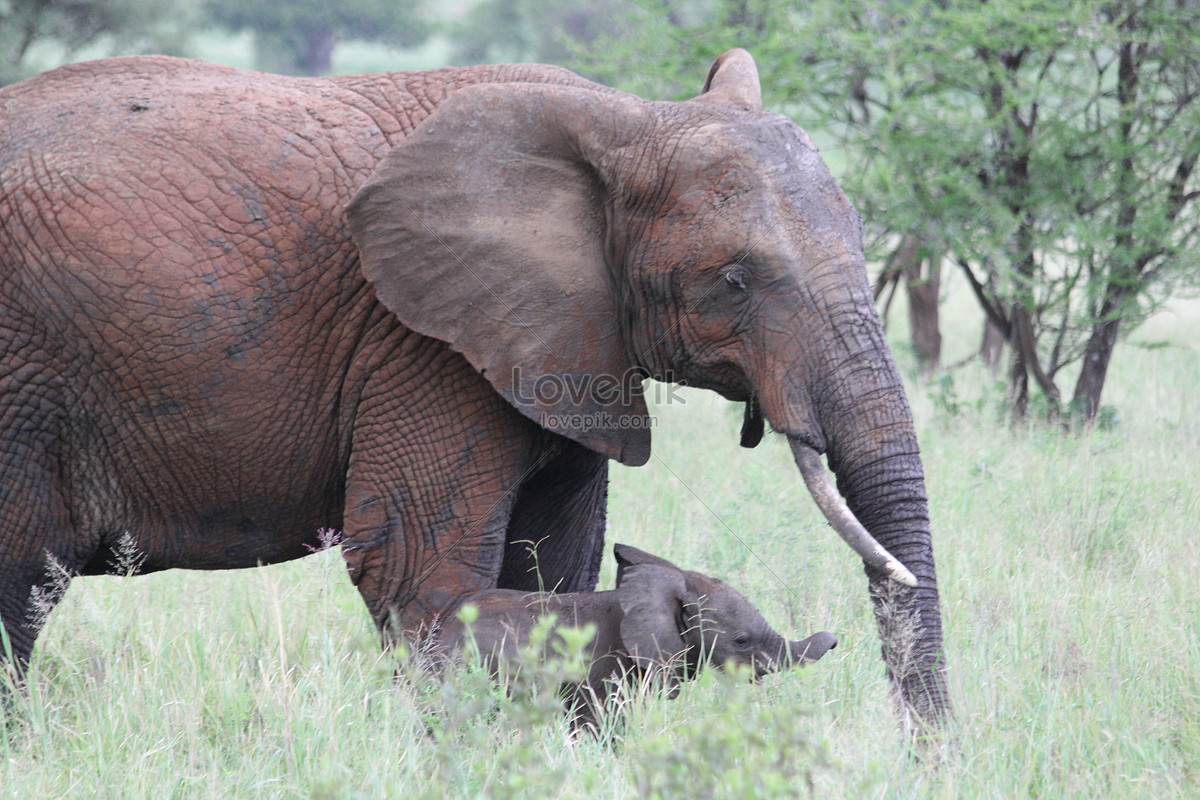 Download 6300 Gambar Gajah Berjalan  HD