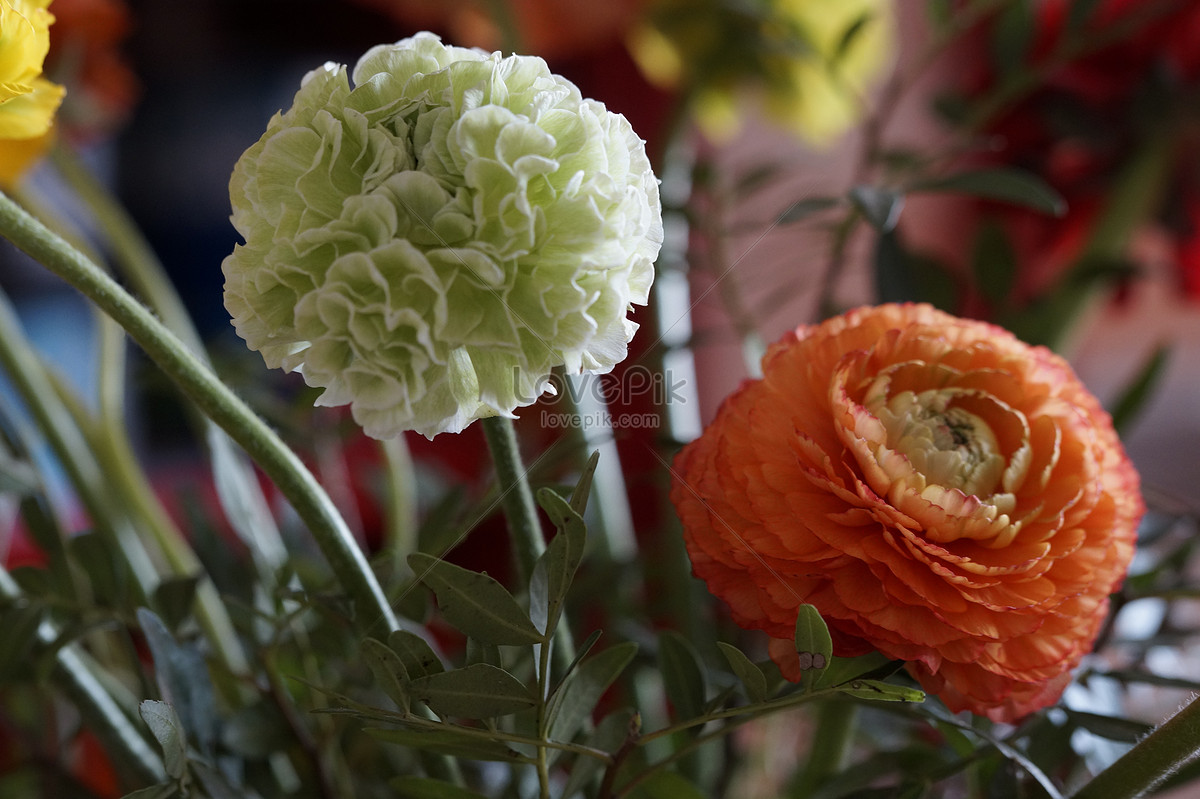 Photo De Fleur Rouge Et Blanchenuméro De L