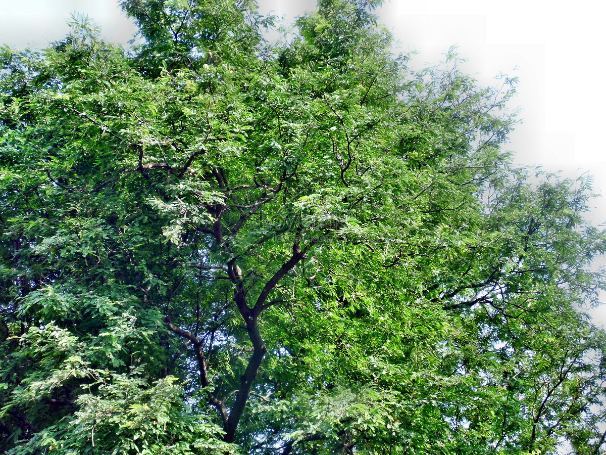 Gambar Pohon Warna Hijau Gambar Bagian Tumbuhan