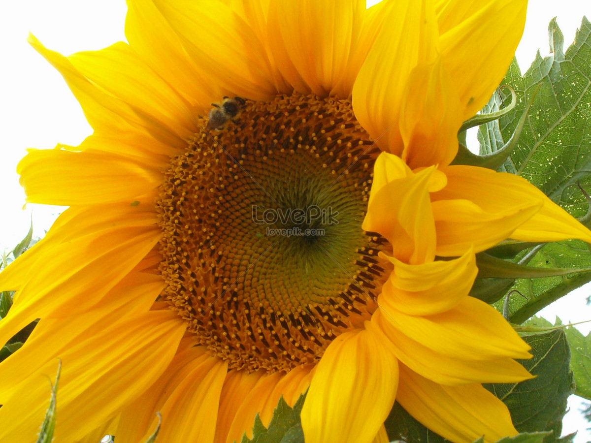 Fantastis 27 Gambar  Bunga  Matahari  Dan Lebah Koleksi 