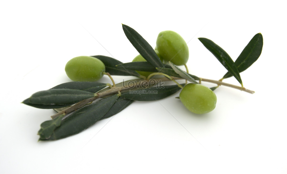 「特級初榨橄欖油圖片」的圖片搜尋結果