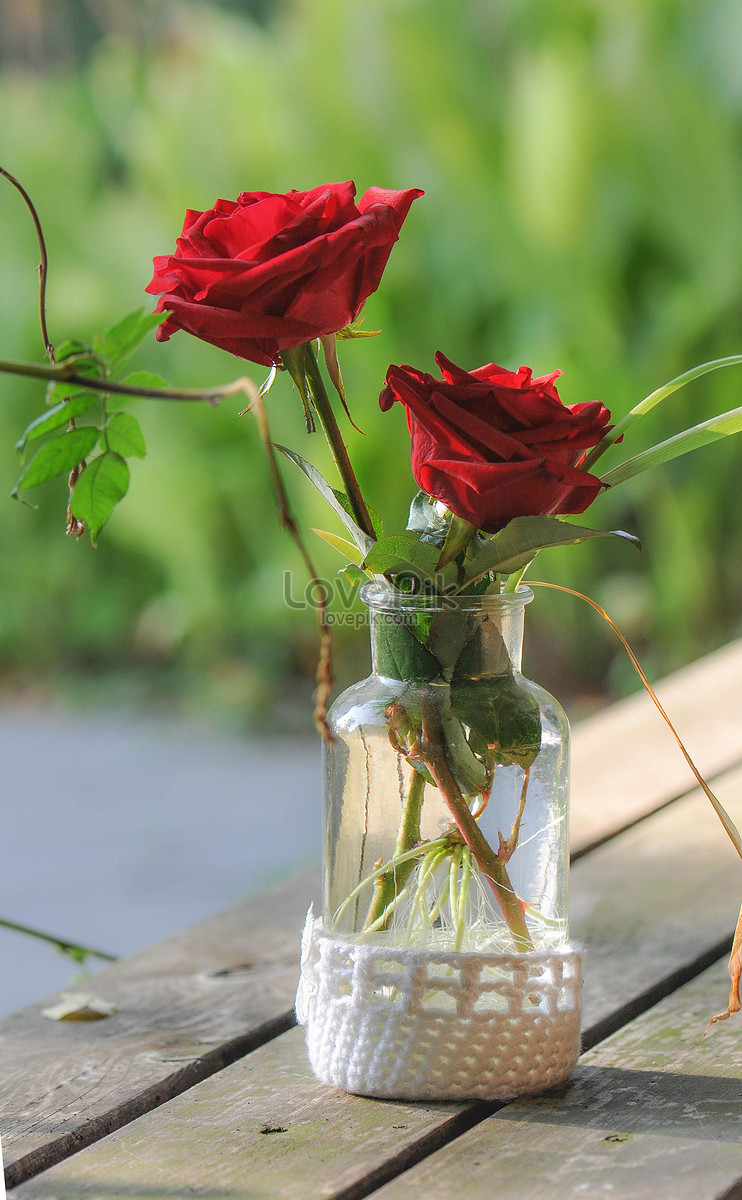 A Rose In A Glass Bottle Picture And HD Photos | Free Download On Lovepik