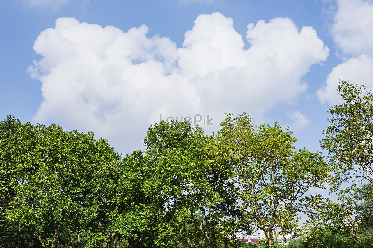 ảnh Blue Sky White Cloud Forest Green Landscape Tải Xuống Miễn Phí, ảnh  woods, trees, leaves đẹp Trên Lovepik