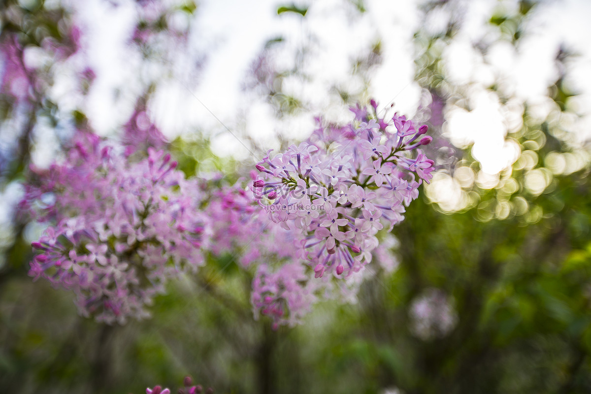 New York: Hình ảnh Vườn Hoa Lilac (Tử Đinh Hương) | Nước Mỹ nơi tôi đang  sống
