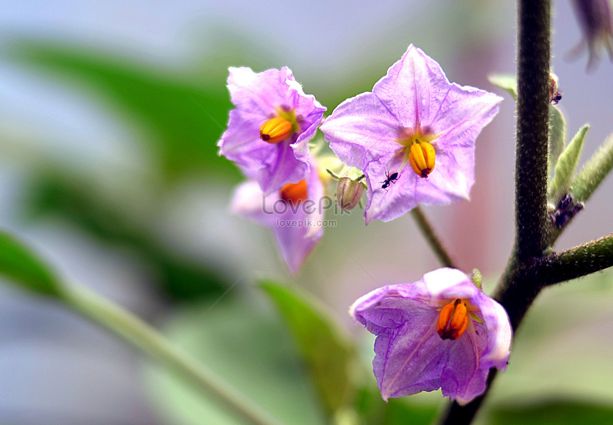 Eggplant Flower Picture And HD Photos | Free Download On Lovepik