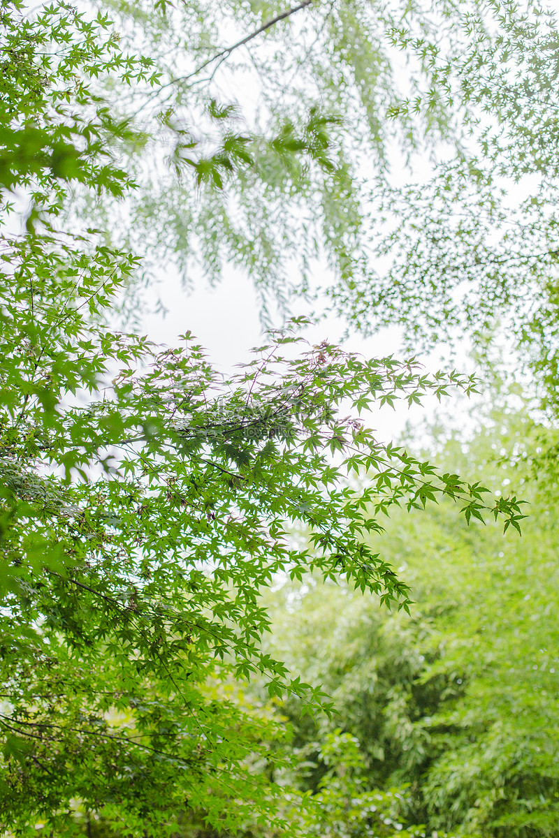 Green Background Of Maple And Willow Leaves Picture And HD Photos | Free  Download On Lovepik