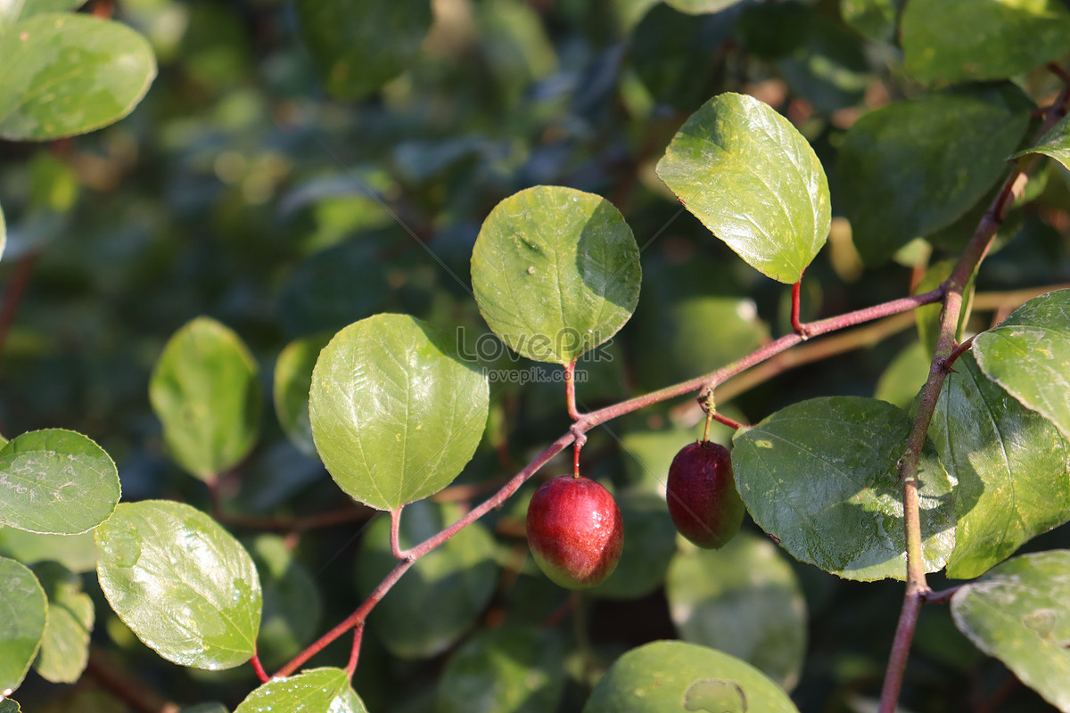 Green Colored Jujube Farm For Harvest Picture And HD Photos | Free ...