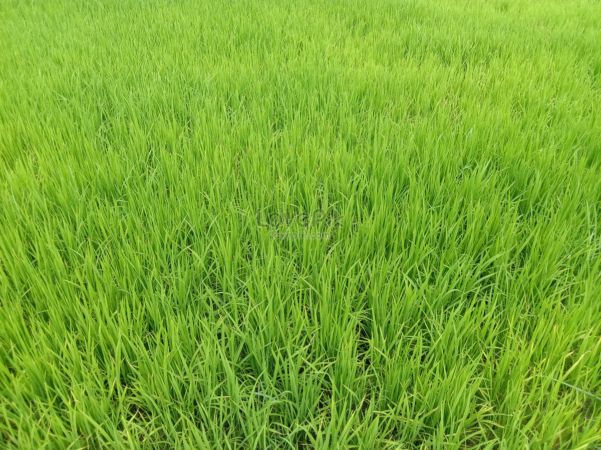 Длинная зеленая трава. Рис только зеленый. Рис в зеленой коробке.