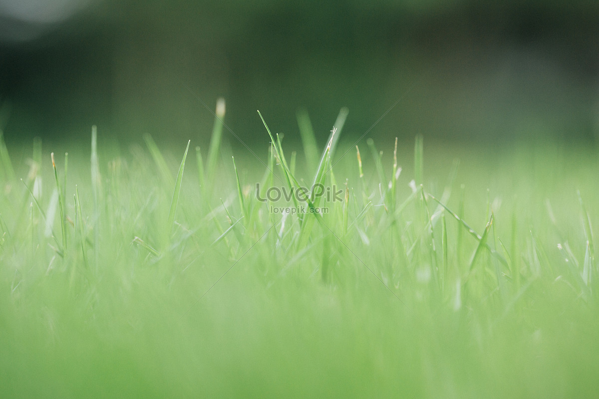Green Grass Background Picture And HD Photos | Free Download On Lovepik