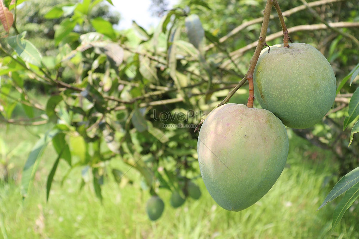 desenho de puno ng mangga