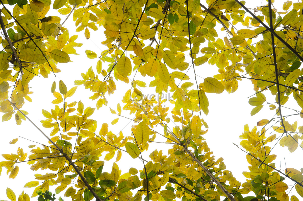 Leaves turn. Leaves turn Yellow.