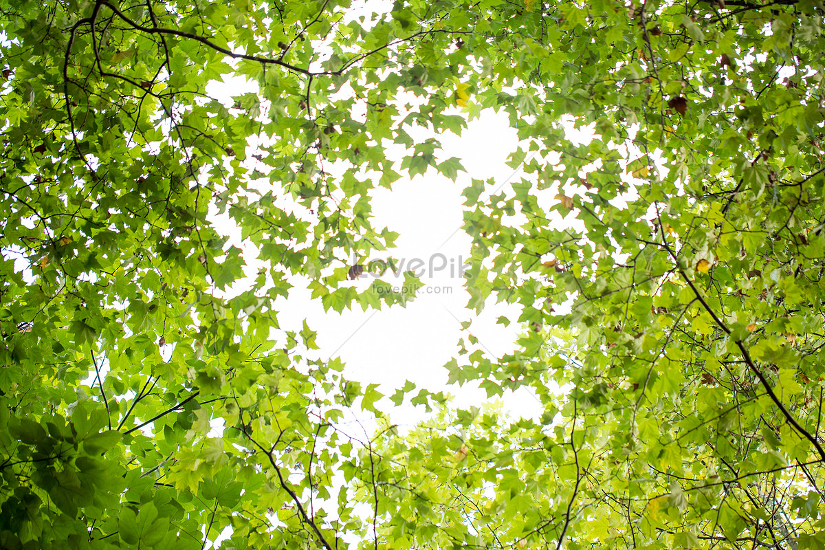 Màu xanh của lá cây luôn mang lại cảm giác yên bình, mê hoặc tâm hồn. Hãy cùng chiêm ngưỡng tuyệt tác ảnh màu xanh lá cây với sức sống đầy mê hoặc.