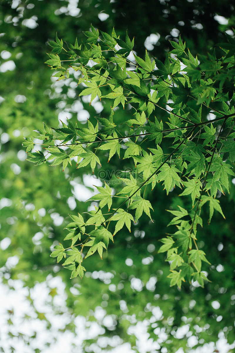 Natural Green Maple Leaf Background Material Picture And HD Photos | Free  Download On Lovepik
