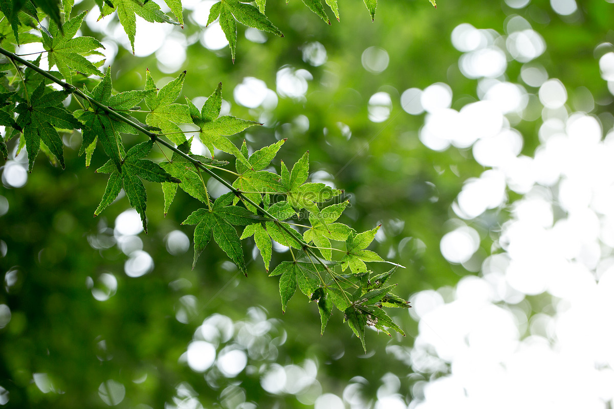 Natural Green Maple Leaf Background Material Picture And HD Photos | Free  Download On Lovepik