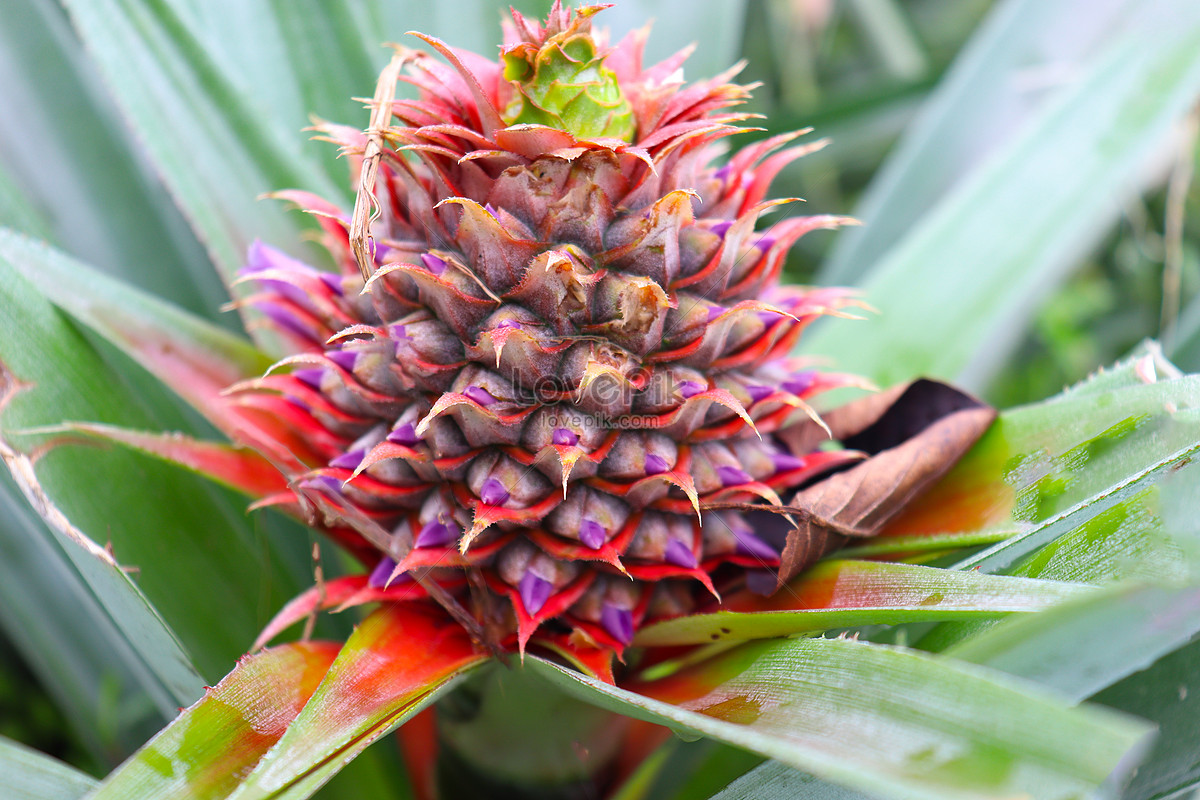 Tasty And Healthy Pineapple On Firm For Harvest Picture And HD Photos ...