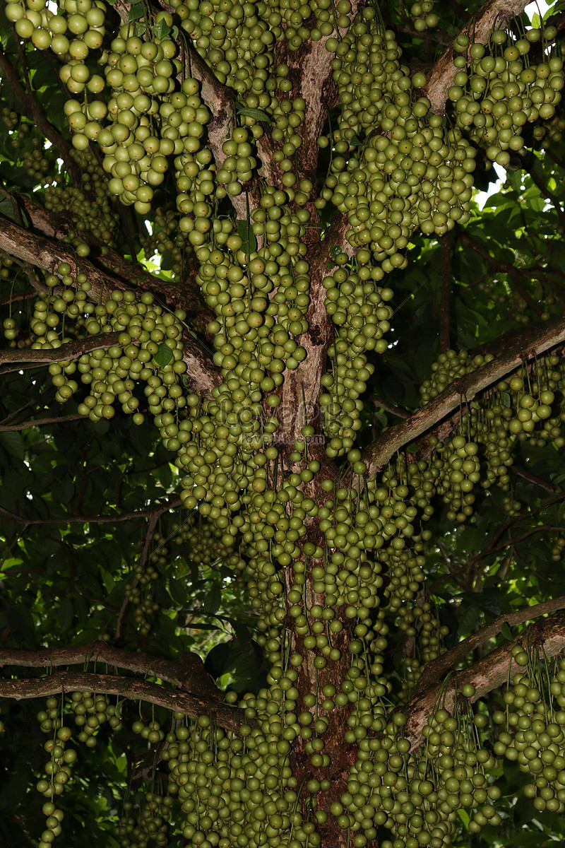 Tasty Baccaurea Motleyana On Tree For Harvest Picture And HD Photos ...