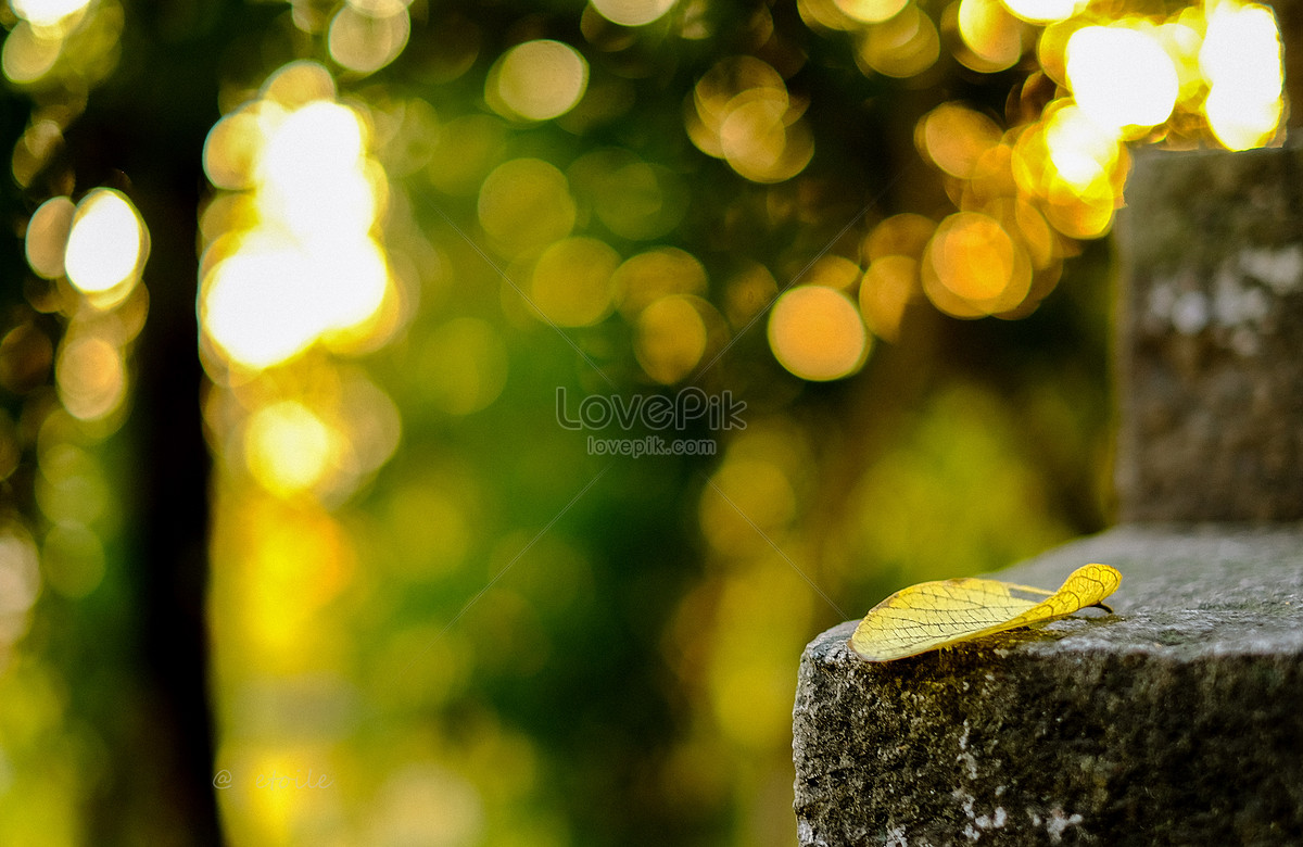 A Beautiful Light Spot At Dusk Picture And HD Photos | Free Download On  Lovepik