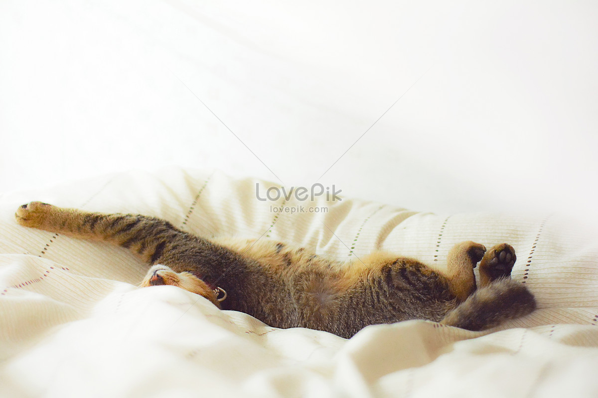 Cuối cùng, nếu bạn thích nhìn những chú mèo ngủ đầy ngon lành thì hãy xem bức ảnh này. Con mèo đang nằm trên giường trong bức ảnh này sẽ khiến bạn cảm thấy yên bình và thư giãn.